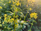 OLD WORLD Garlic Mustard