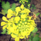 OLD WORLD Garlic Mustard